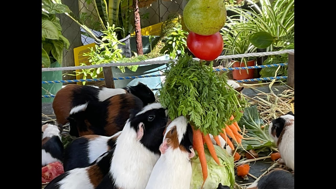 Морские свинки просто великолепны