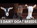 5 Breeds of Dairy Goats for your Homestead
