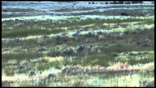 Montana Dogger Ryan Lawson Coyote Hunt