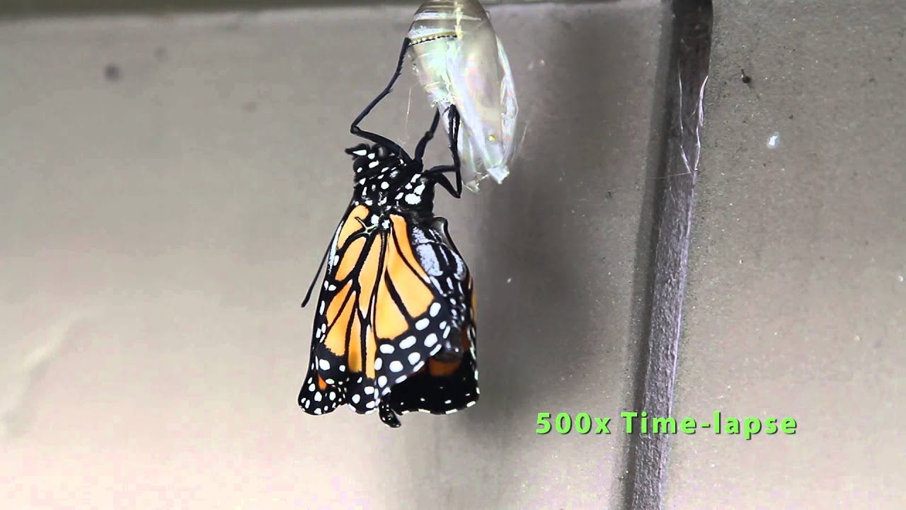 Birth of a Butterfly YouTube