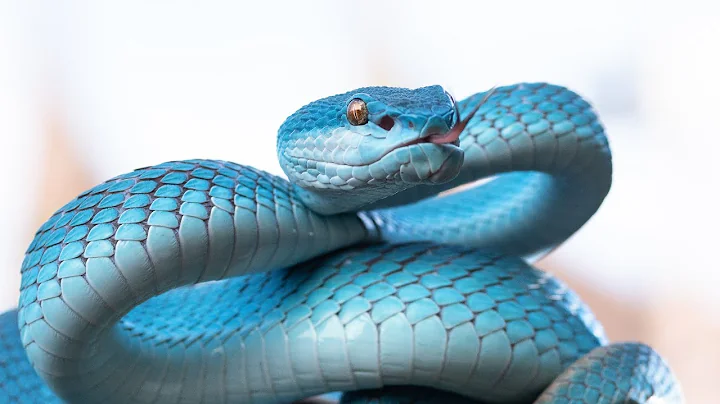 Unraveling the Mystery: Why Do Snakes Bite Themselves