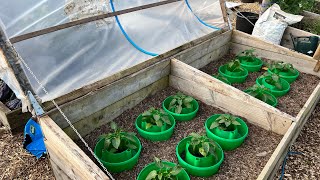 Planting the first peppers and winter beetroot