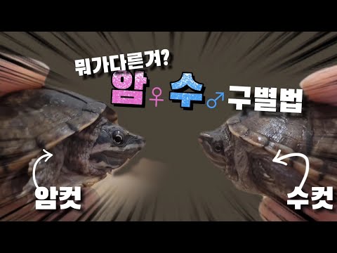 1초면 끝나는 거북이 암수구별법이있다?