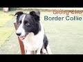 Border Collie - Giống Chó Thông Minh TOP Đầu Thế Giới/ NhamTuatTV - Dog in Vietnam