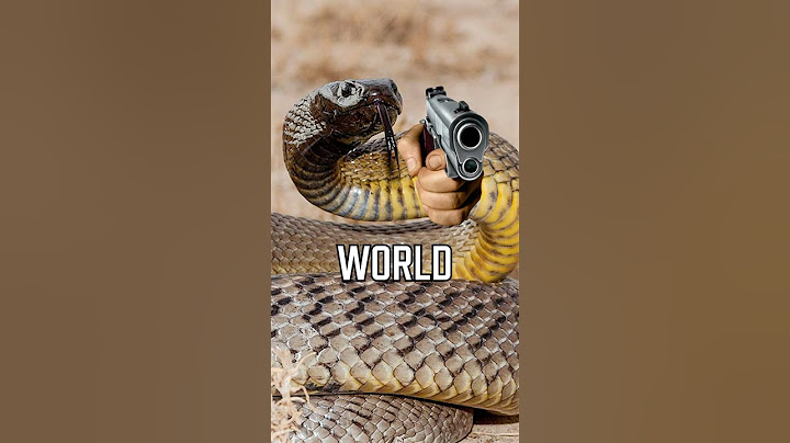 This is the DEADLIEST SNAKE in the world