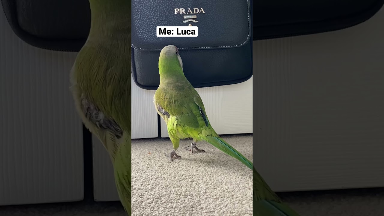 Conversation with my talking Quaker parrot Luca