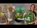 Planttok 🌱 For Plant Parents 🌱 TikTok Compilation