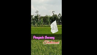 Plastic Used to Repel Rice Pests (Birds) // Paddy Destroyer Bird Repellents