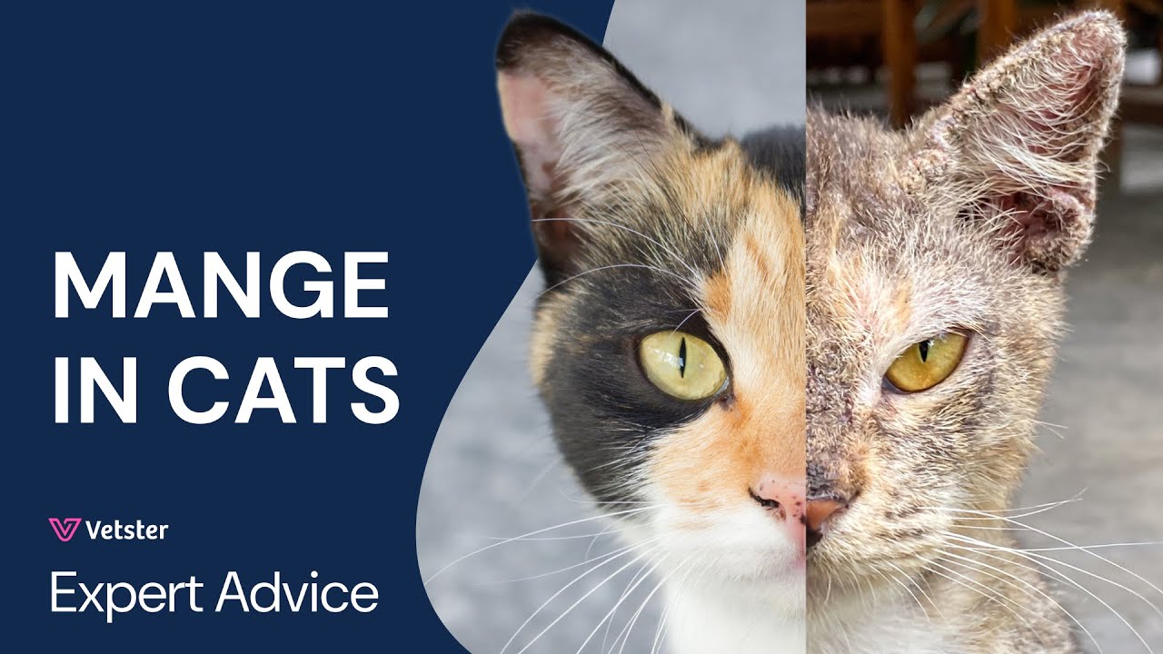 What to do if your cat has mange - Vetster, image size:1280x720