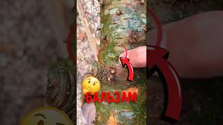 🌲 Почему у этого дерева странные пузыри? #интересно #природа #бальзамическаяпихта