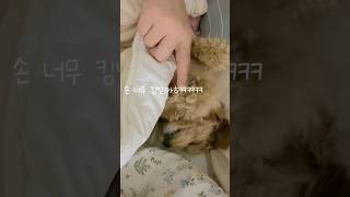 애카에서 시달린 강아지 #강아지 #강아지일상 #강아지브이로그 #말티푸 #말티푸율무 #율무강아지 #cutedog