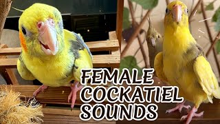 Female cockatiel sounds #female#cockatiel #parrot #happy #sounds#birds