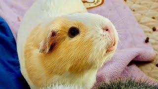 Guinea Pig Hide & Seek and Frieda