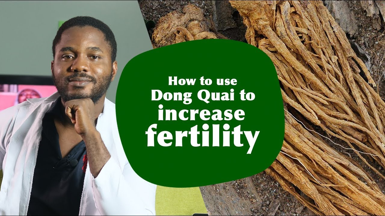 How To Use Dong Quai To Increase Fertility Youtube