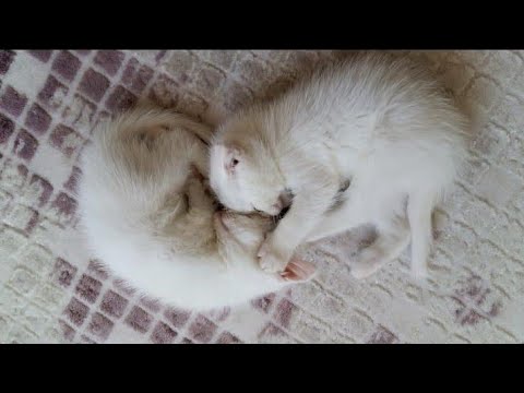Video: Kedilerde Farklı Anemi Türleri, Açıklandı