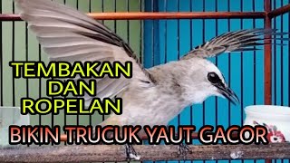 Download Lagu TEMBAKAN DAN ROPEL .TRUCUK LAIN PASTI NYAUT DAN GACOR DENGAN SUARA TRUCUK ISIAN INI MP3