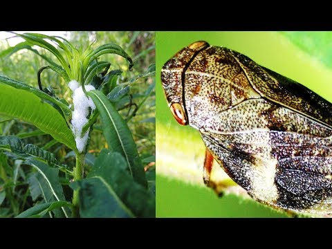 ভিডিও: আইভান চা, বা ফায়ারওয়েডের Inalষধি বৈশিষ্ট্য