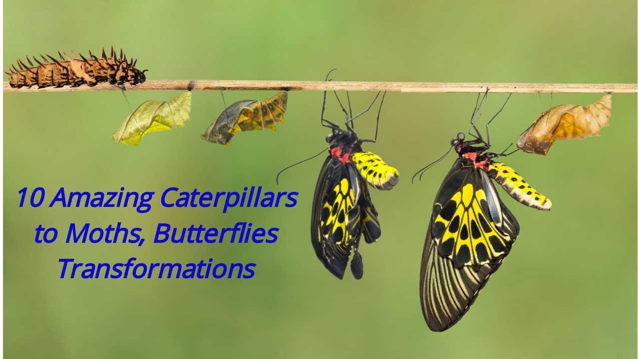 10 Amazing Caterpillars to Moths, Butterflies Transformations | Turbo Brain