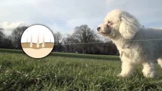 Precious Pets London - Welcome to Precious Pets Video