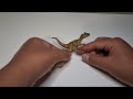 Showing and reviewing the dinosaurs from 2015 minis/Jurassic World 