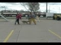 protection multi dogs attack.avi protection multi dogs attack.avi