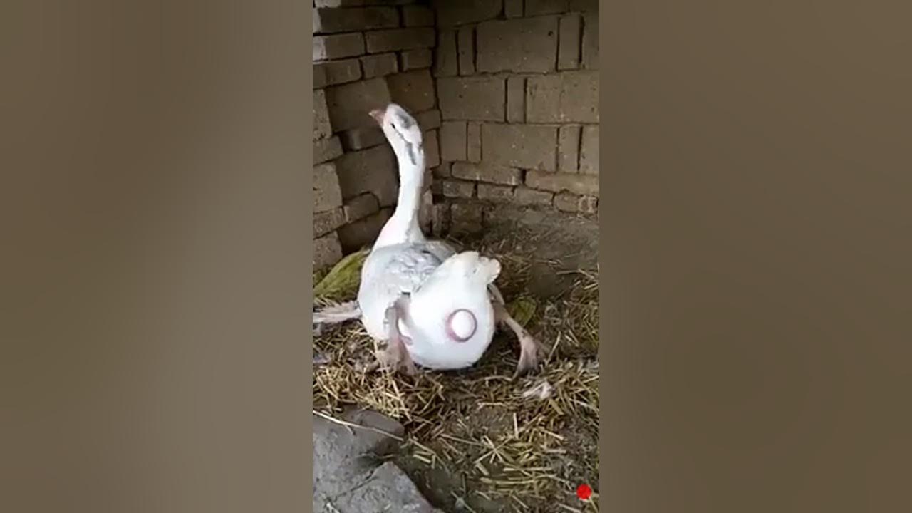 вылупившиеся птенцы. яйцо символ пасхи. рождение крольчат из яйца. яйца попугая. рожать яйцо.