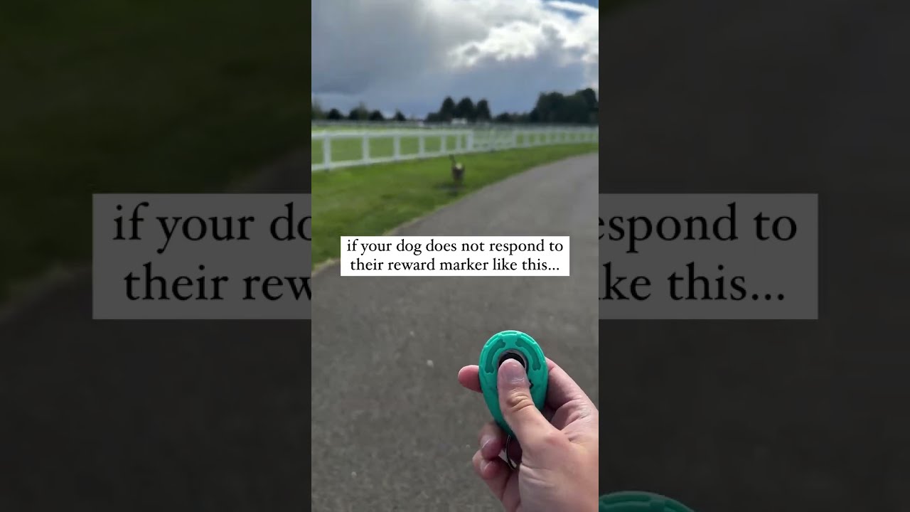 Let S Change The Way You Train Clicker Training Is A Fantastic To Mark And Reinforce