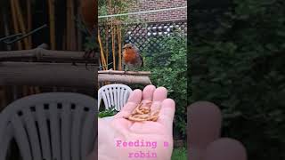 Feeding a robin ให้อาหารนก