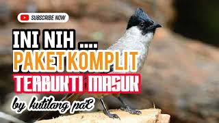 COCOK UNTUK MASTERAN BURUNG KUTILANG YANG MASIH BAHAN