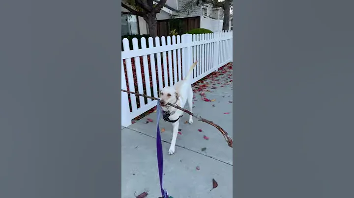 A short lesson in retrieving... starring LOVE the ...