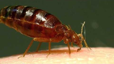 Rise of the SUPER PESTS