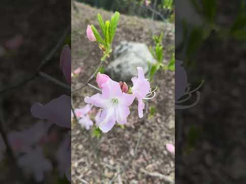 🌺 Только посмотрите! Один из самых красивых рододендронов