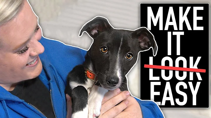 Your Complete Puppy Training Guide For The First M...