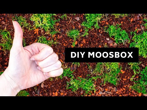 Moos einfach vermehren und züchten - Wir bauen eine DIY Moosbox