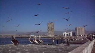 Pelícanos de Coquimbo