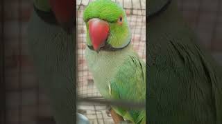 #nonstoptalkingparrot #parrot #talkingparot #talkingparot #talkinganimal #talkingbird #funny