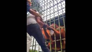 Orangutan Vs Human |😲😲| #shorts