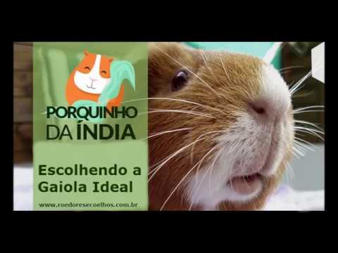 Vídeo: Como Equipar Uma Gaiola De Porquinho Da índia