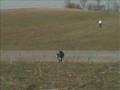 Retriever training, Lucy, Big land triple for a little dog Retriever training, Lucy, Big land triple for a little dog