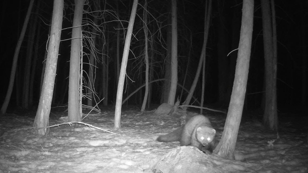 Caught A Fisher Cat On Cam YouTube caught-a-fisher-cat-on-cam-youtube