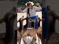 Japanese Girl VS Hungry Nara Deer