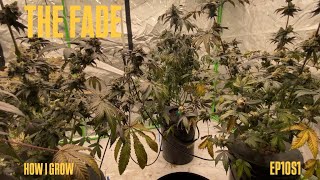 HOW I GROW EP10S1 - THE FADE
