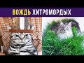 Приколы с котами. Вождь Хитромордых | Мемозг #69