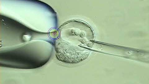 Blastocyst injection of ES Cells