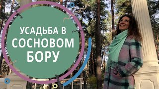 Участок с соснами. Преображение