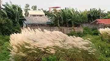 Cogon Grass