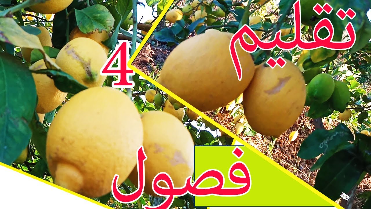 اخطاء في تقليم الحامض اربع فصول تقضي على انتاجك واشجارك هام جدا