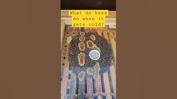 What Do Bees Do In Winter - How Do Bees Stay Warm - Why Do Bees Cluster