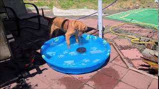 Abby likes the Solar Powered Water Fountain