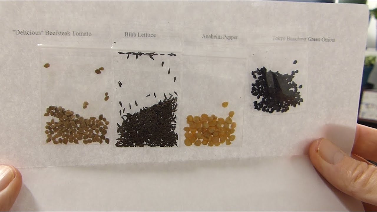 2019 FREE Seed Giveaway!!